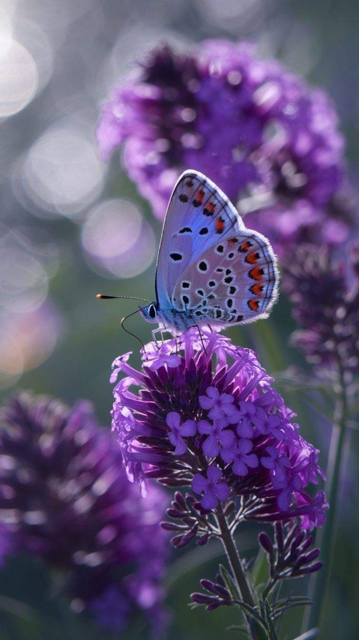Blue and purple butterfly resting on a purple flower